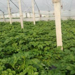 东平土豆著名品牌,沙河马传喜诚信合作