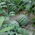 2016济阳京欣西瓜 砂瓤西瓜最佳选择