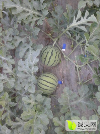 2016年江苏阜宁京欣价格