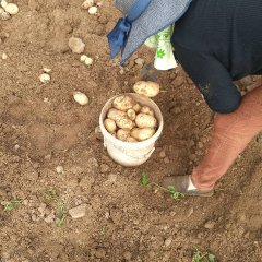 云梦土豆逐渐升温,隔蒲余龙飞诚信合作