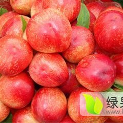 大荔油桃著名品牌,范家张爱琴诚信合作