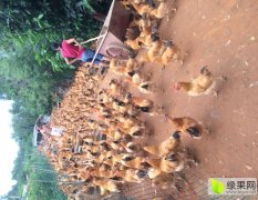 养殖场常年有大量5至6斤重的三黄鸡出售