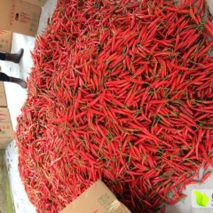广东电白美人椒辣椒名扬天下