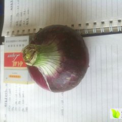 山东郯城红皮洋葱著名品牌