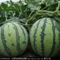 睢宁西瓜睢宁夏委诚信合作