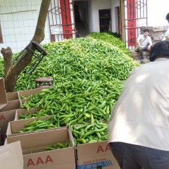 广西钦州市钦南区湘辣七号辣椒