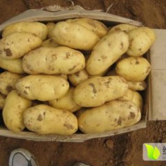 昌邑鑫盛蔬菜 万亩荷兰十五现已全面启动大量上