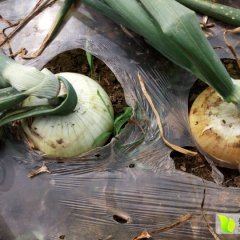 新野洋葱产销两旺,上港王新芳诚信合作