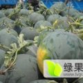 湖北钟祥花皮无籽西瓜口感爽口