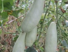 济阳回河镇我处有羊角蜜甜瓜以大量上市