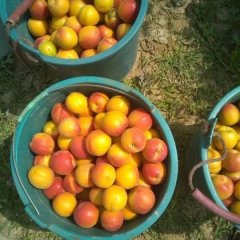 陕西丰园红杏45以上丰园红杏包装价格大荔产地直