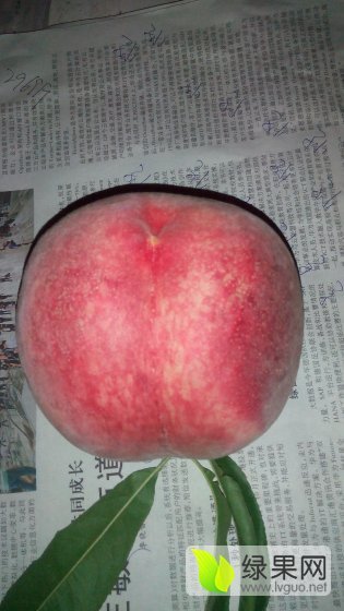 2013年山东安丘大红袍、早生价格