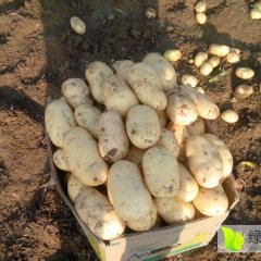 山东肥城土豆大棚大量上市