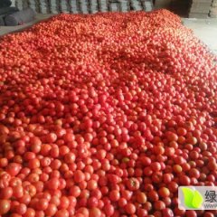 山东费县粉红无公害早熟西红柿
