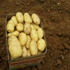 大量供应肥城新荷兰土豆
