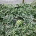 太和宋集董顺5月8424西瓜