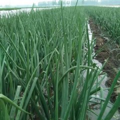 郯城红花问德强4月黄皮洋葱