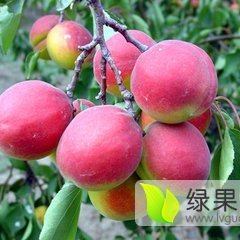 陕西大荔县丰园红杏供应丰园红杏代收