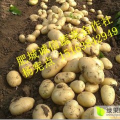 山东肥城地区大棚荷兰十五土豆陆续上市