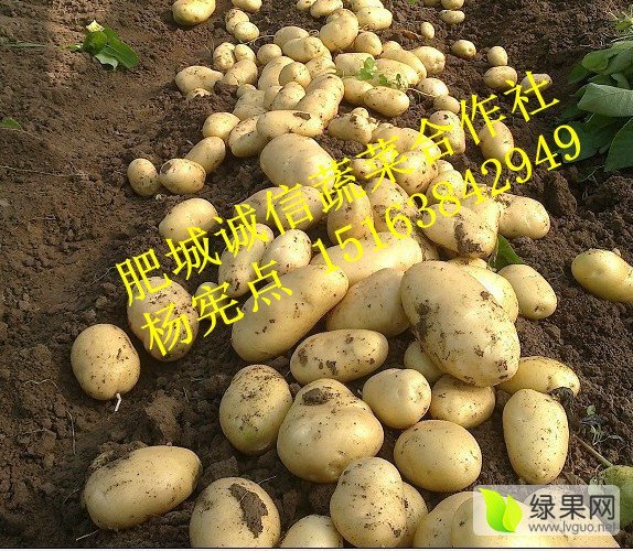 2016年山东肥城荷兰十五价格
