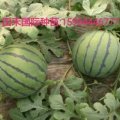 青州谭坊宋天河4月京欣西瓜