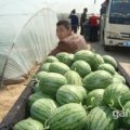 西瓜熟了，品种是：早春红玉，京欣，麒麟