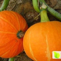 清苑河北马会占6月金红冠南瓜