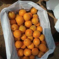 陕西金太阳杏子现在已经开始收购