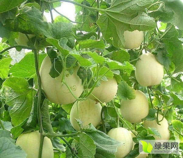 2016年山东章丘景甜5号价格