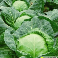 郯城红花程如亮4月中甘21甘蓝