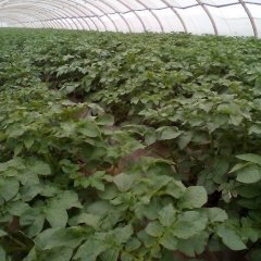 山东滕州荷兰十五土豆欢迎合作