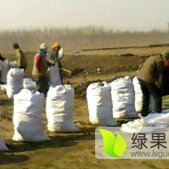 藁城肥料上货量大,藁城王建伟诚信合作