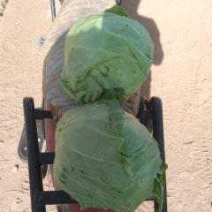 定州甘蓝价格行情平稳城南李如诚信合作