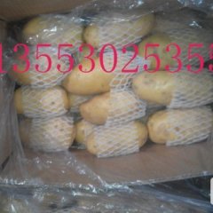 冷库土豆大量有货