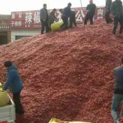 出售德州冷库三樱椒