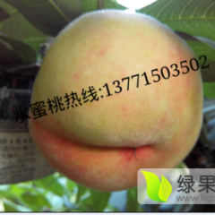 惠山蜜桃假一赔十,阳山戈晓东诚信合作