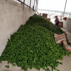 钦南那丽黄七哥4月湘辣七号辣椒