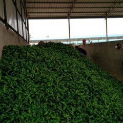 钦南区那丽镇优质辣椒大量上市黄七哥诚信合作