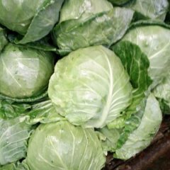 2016杭州甘蓝走过路过不要错过