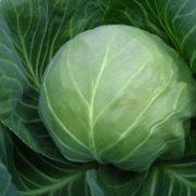 河北定州甘蓝(洋白菜)大量上市啦