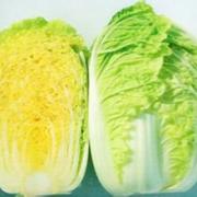 定州阳春白菜大量上市