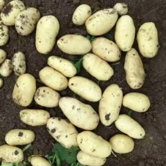 东昌府沙镇刘广义4月荷兰十五土豆