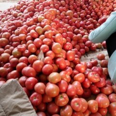 河南滑县硬粉西红柿随行就市