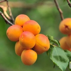 大荔杏子何去何从,范家徐国芳诚信合作