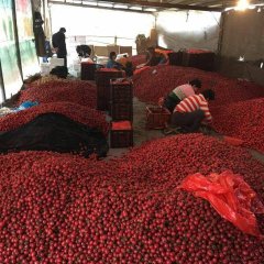 莘县圣女果已经上市！！