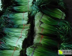金乡金乡李小柱4月金乡蒜苔