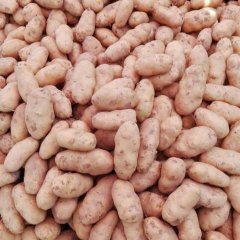 丰县土豆随行就市,江苏滕盼盼诚信合作