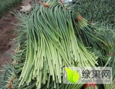 山东金乡鸡黍镇李行楼村的蒜薹大量上市了