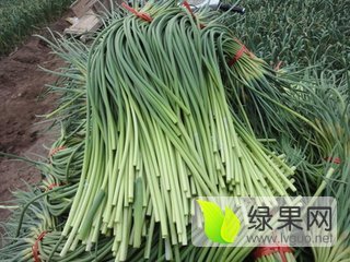 2016年山东金乡蒜薹价格