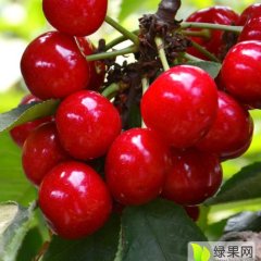 求购陕西，四川，甘肃，大樱桃，要求新鲜